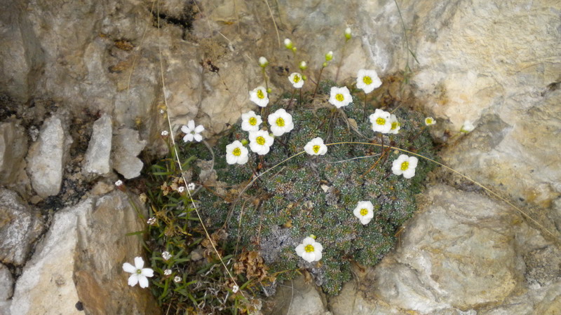 Saxifraga cfr. squarrosa